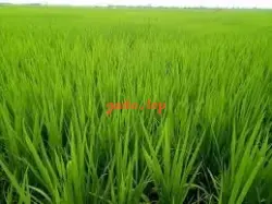 ❤️Ana Trần ❤️ Xinh Cao Trắng Đỉnh Cao Tình Dục . Khẩu Dâm